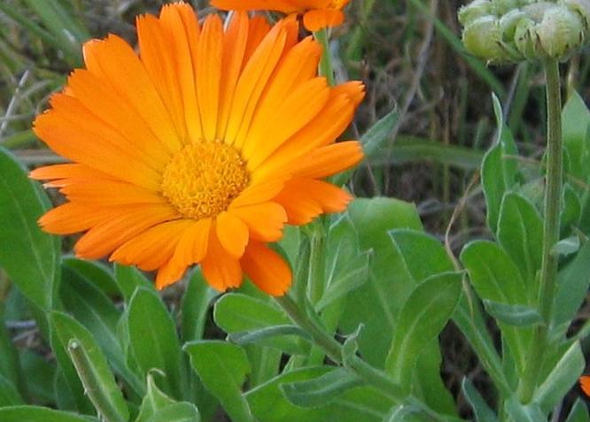 Nagietek lekarski Calendula officinalis